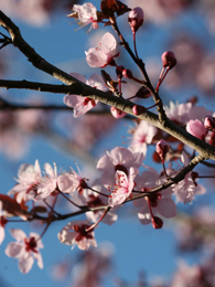 Plum blossom