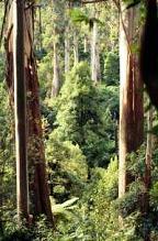 Mountain Ash trees in Gippsland, Victoria