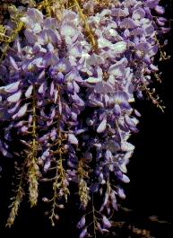 Wisteria